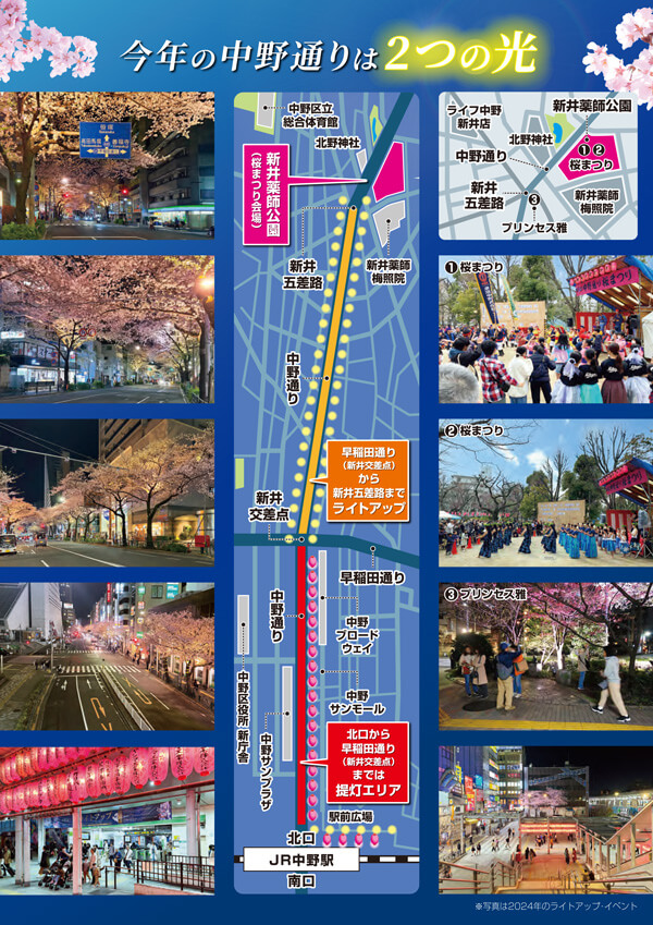 中野通りのさくらライトアップ開催中